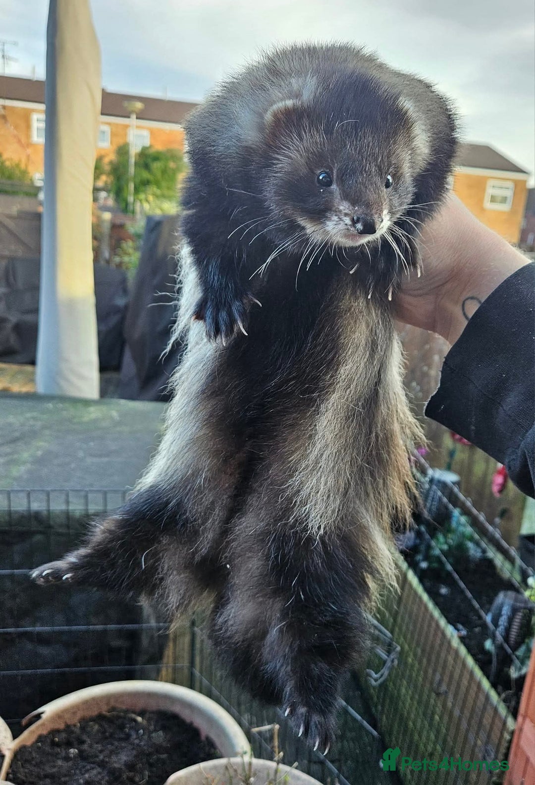 Ferret rodents for sale: Adult ferrets available  - Image 5