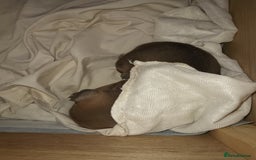 Mixed Breed dogs for sale: Mastiff x rottweiler  - Image 10