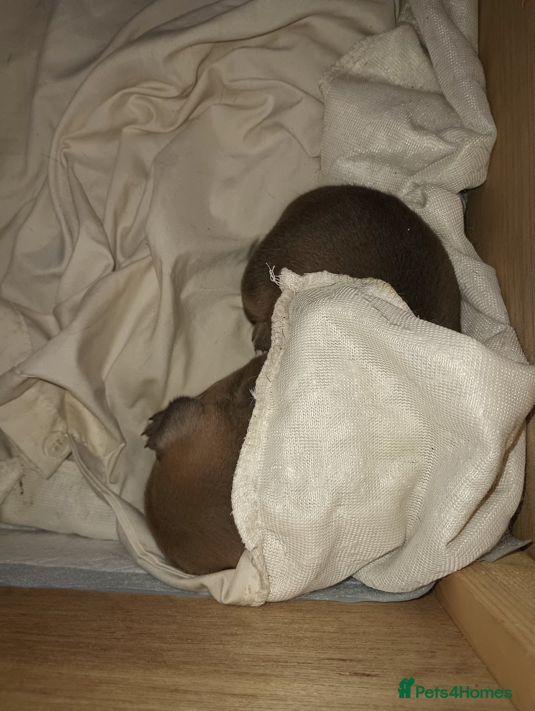 Mixed Breed dogs for sale: Mastiff x rottweiler  - Image 10