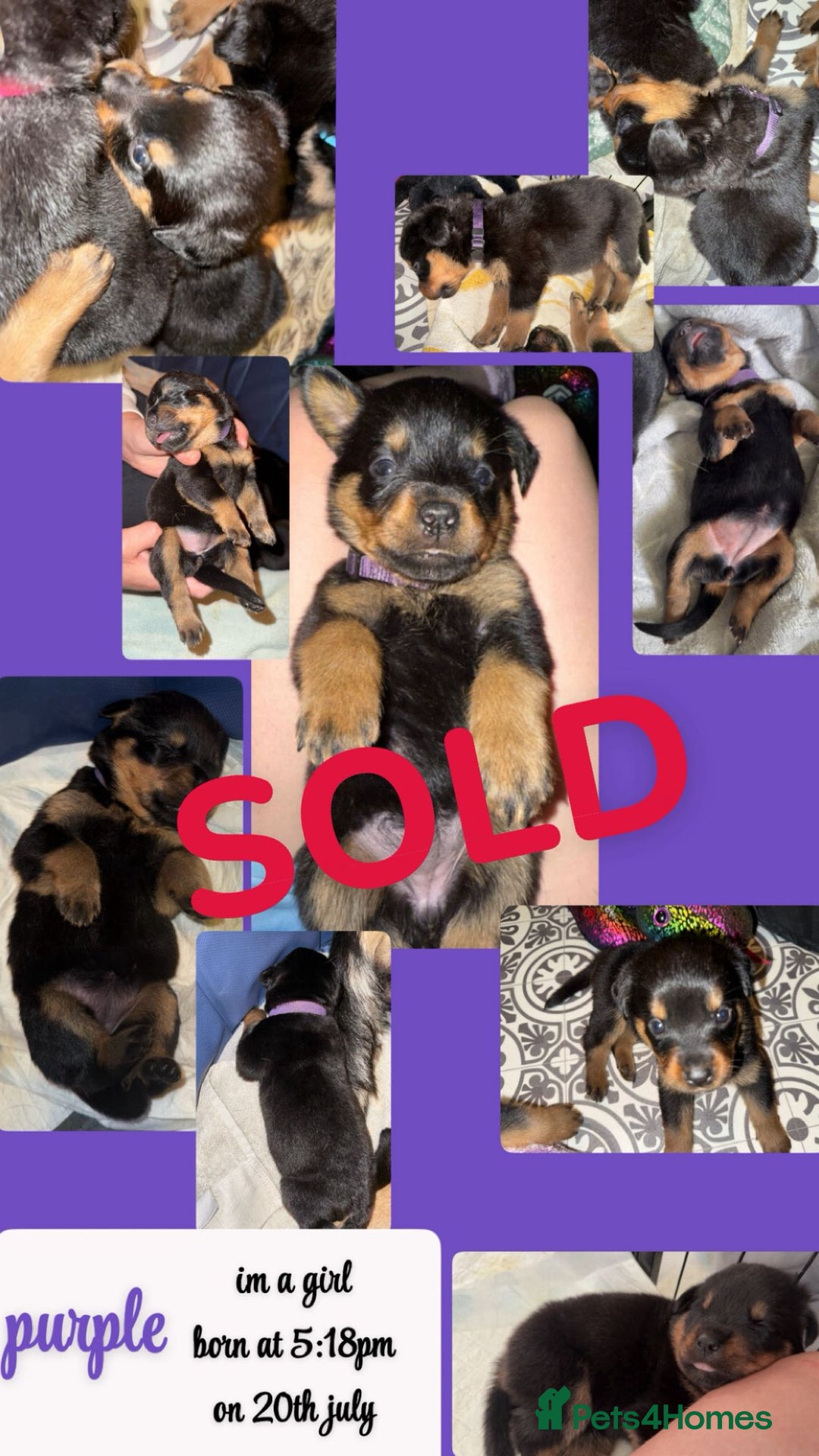 Rottweiler dogs for sale: Rottweiler Champion bloodline  - Image 22