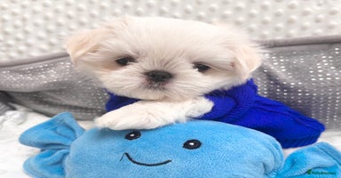 Maltese dogs - Advert 3