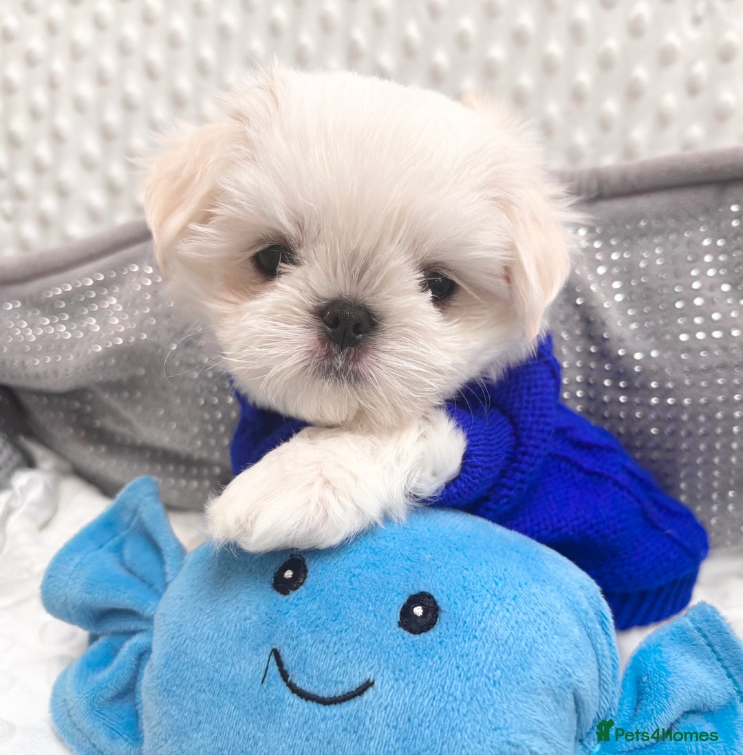 Maltese dogs for sale: 🌟Just One Left 🌟Bambelina Maltese🌟 - Image 13