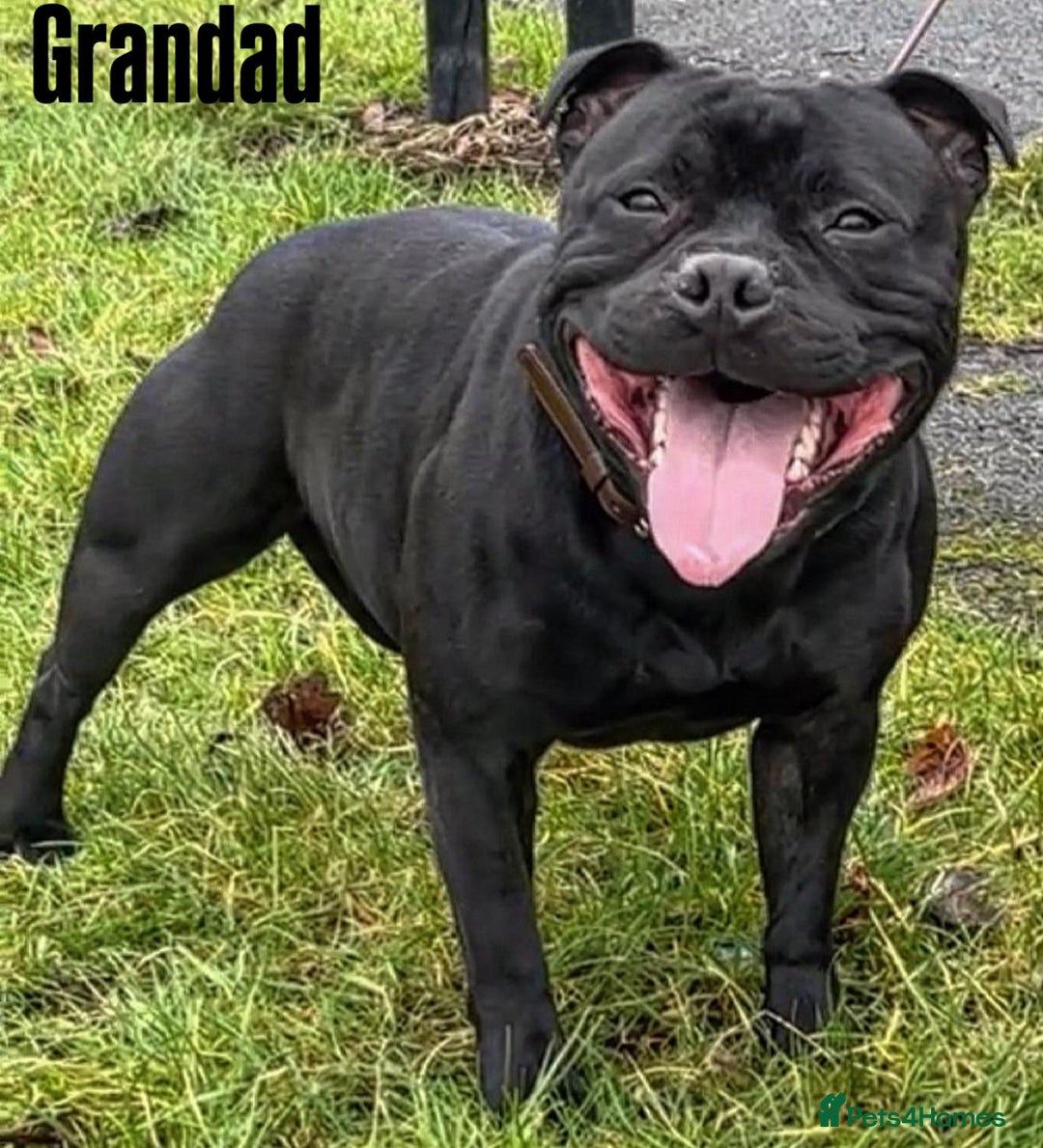 Staffordshire Bull Terrier dogs for sale: KC KING FURY X KASSIUS DAUGHTER PUPS  - Advert 4