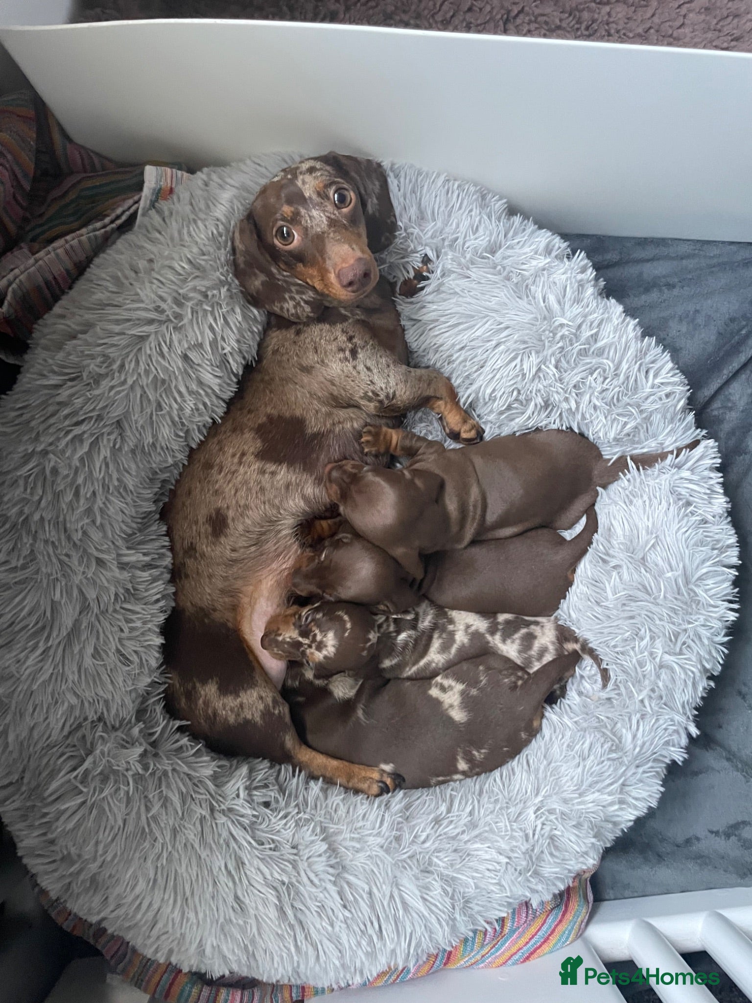 Miniature Dachshund dogs  Miniature Dachshunds puppies  - Advert 9