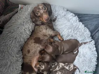 Miniature Dachshund dogs Miniature Dachshunds puppies - Advert 2