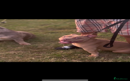 American Bully dogs for sale: 8 month old female pocket bully  - Image 4