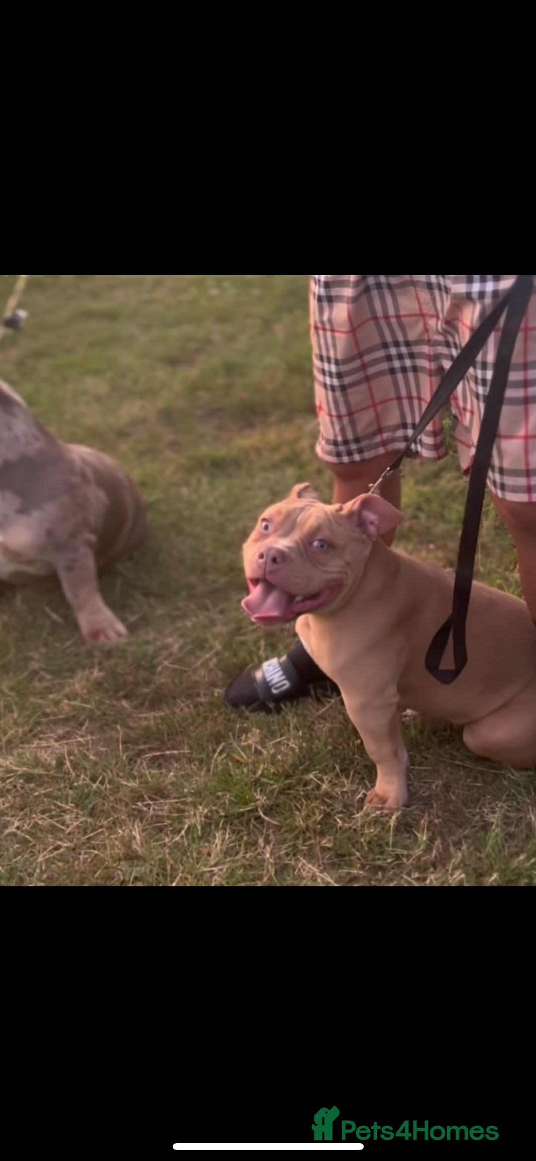 American Bully dogs for sale: 8 month old female pocket bully  - Image 4