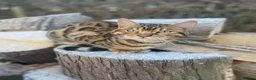 Bengal cats for sale: Bengal unregistered kittens.  in Dorchester - Advert 8