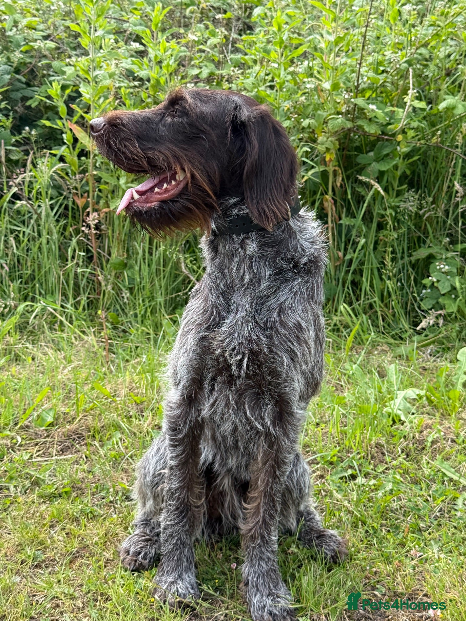 German Wirehaired Pointer dogs 2 year old GWP bitch - Advert 2