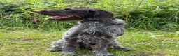 German Wirehaired Pointer dogs for sale: 2 year old GWP bitch in Saint Helens - Advert 1