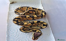 Python Snake reptiles for sale: Royal pythons for sale - Image 7