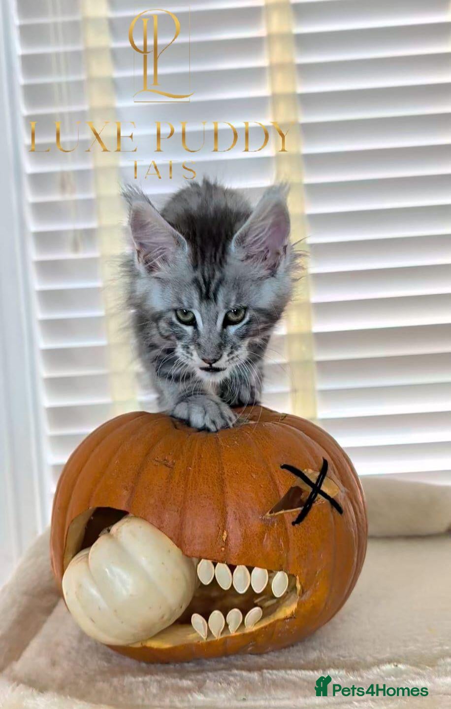 Maine Coon cats for sale: ⚜️ Championline mainecoon kittens ⚜️ - Advert 2