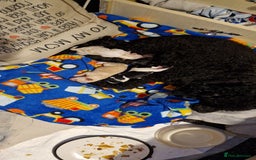 Chipoo dogs for sale: Poodle cross chihuahua puppies  - Advert 2