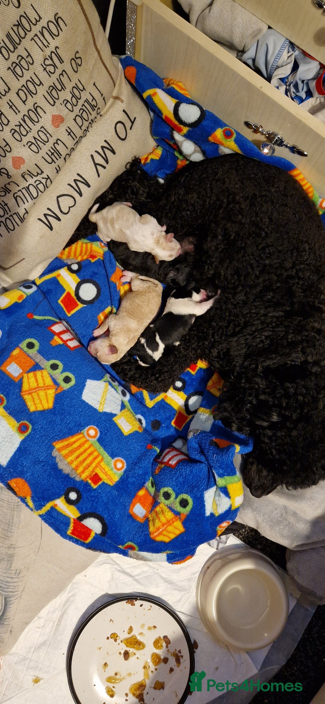 Chipoo dogs for sale: Poodle cross chihuahua puppies  - Advert 2