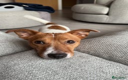 Jack Russell dogs for sale: 5yo male jack russell - Image 3