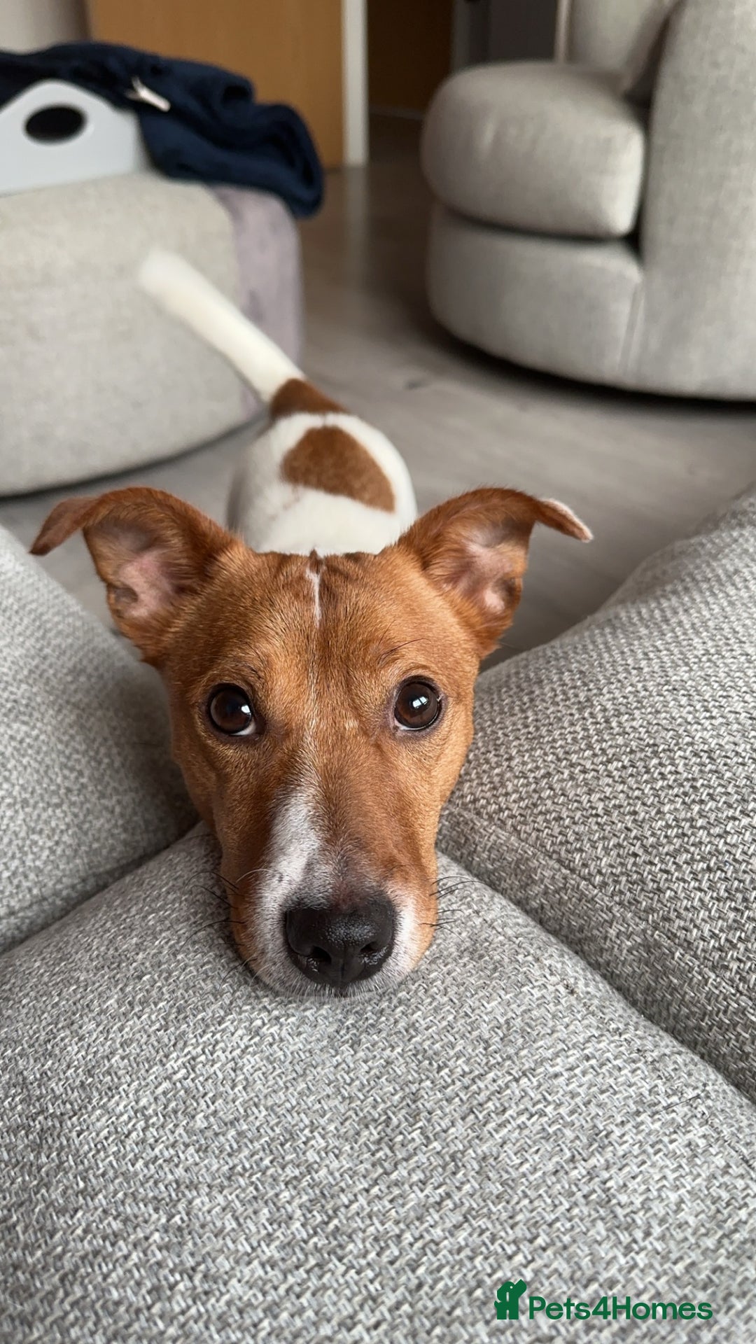 Jack Russell dogs for sale: 5yo male jack russell - Image 3