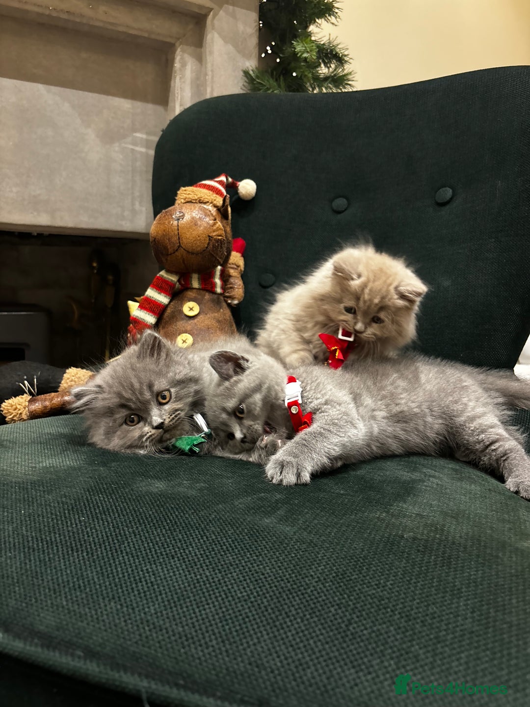 British Shorthair cats for sale: British Shorthair Kittens - Advert 23