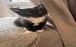 Siberian cats for sale: Black and white kitten  - Image 2