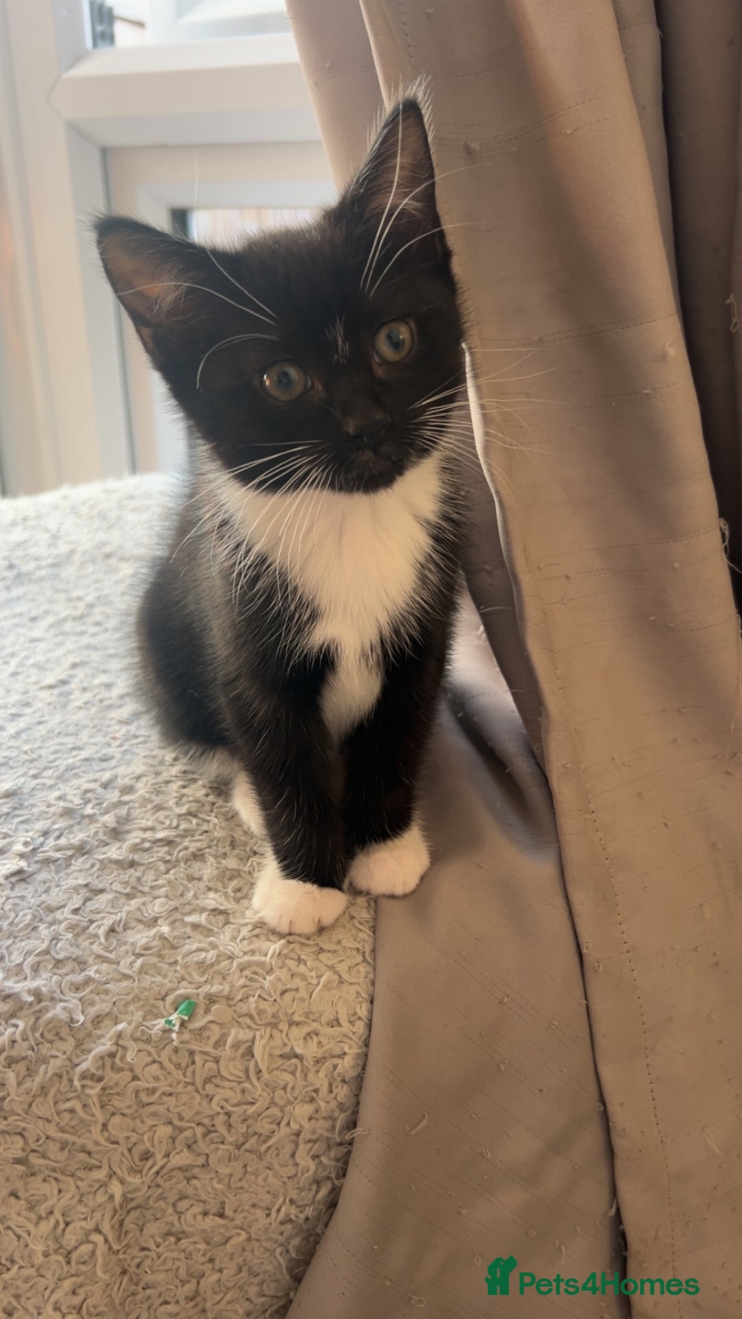 Siberian cats for sale: Black and white kitten  - Image 2