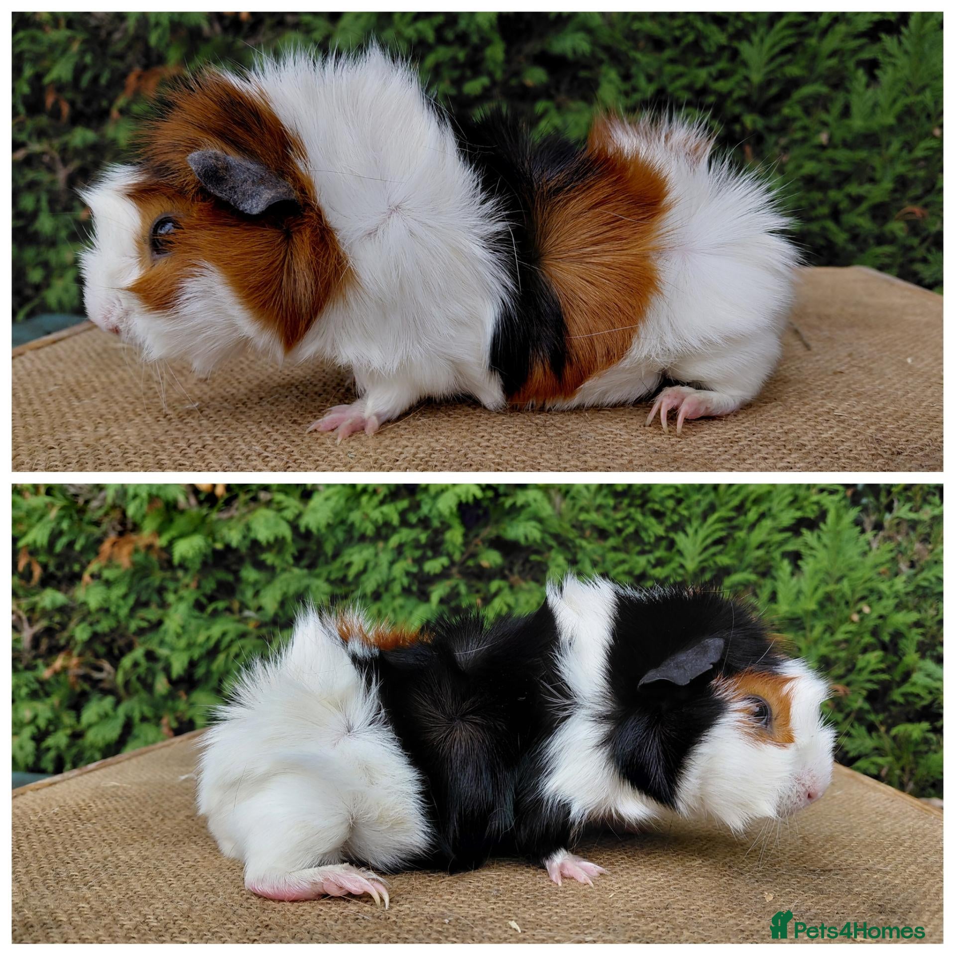 Guinea Pig rodents Baby guinea-pigs sows and boars - Advert 1