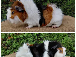 Guinea Pig rodents Baby guinea-pigs sows and boars - Advert 1