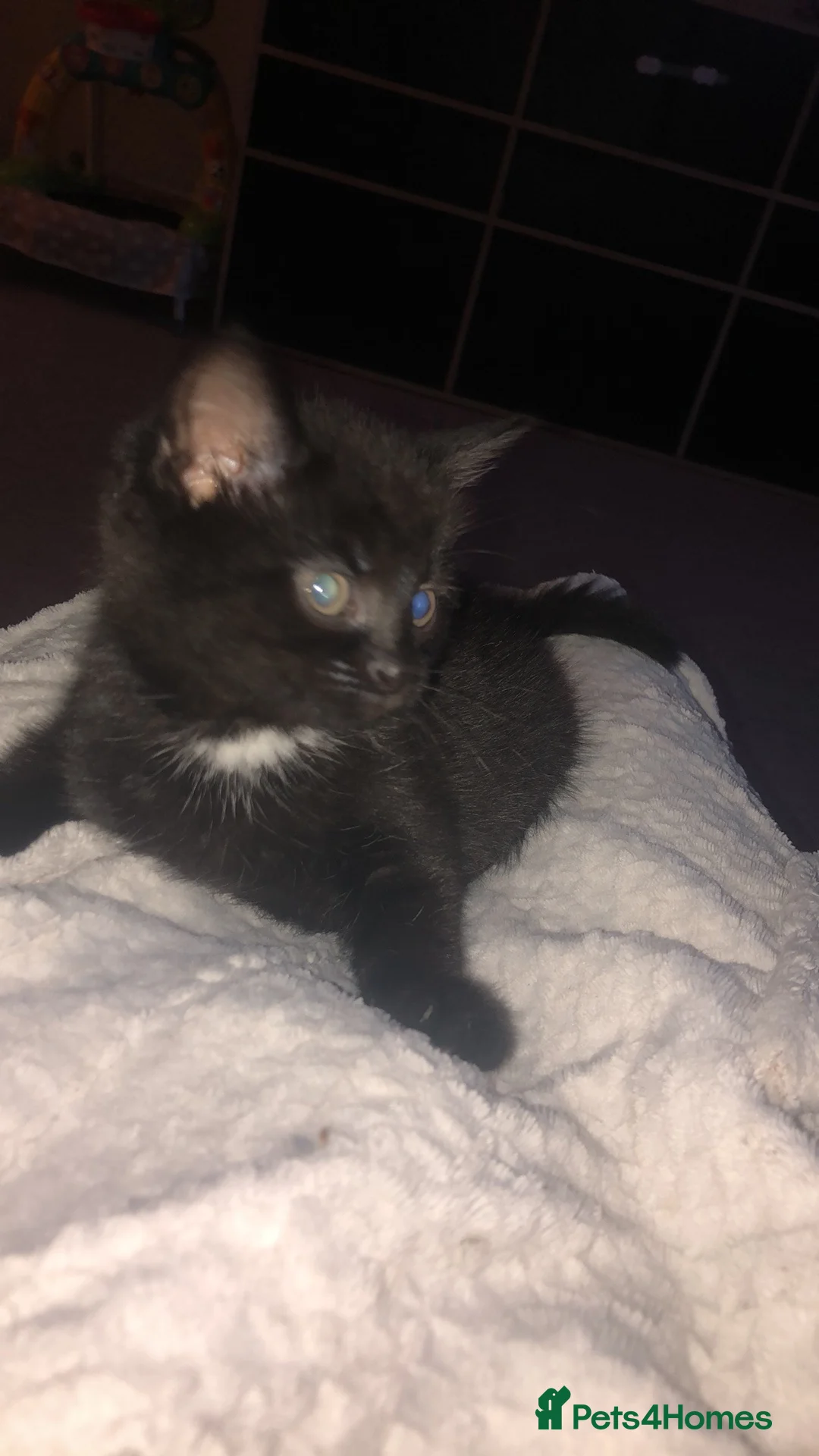 Mixed Breed cats for sale: 9 week old kitten  - Advert 1