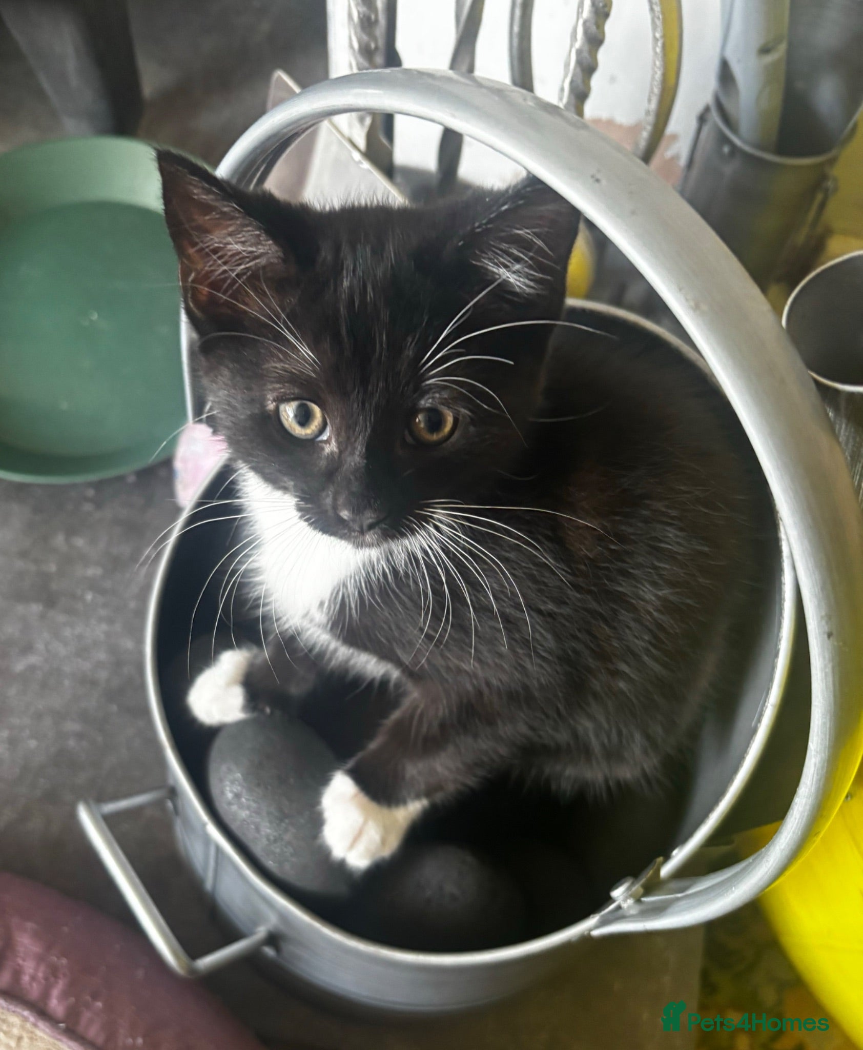 Domestic Shorthair cats Female black and white kittens for sale  - Advert 20