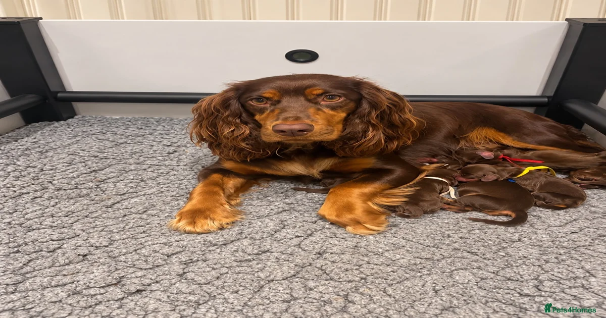 Puppies for sale in Torquay, Devon | Pets4Homes