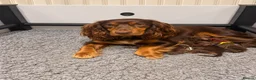 Cocker Spaniel dogs for sale: 🥰 Stunning Cocker Spaniel  Litter 🥰 in Exeter - Advert 1