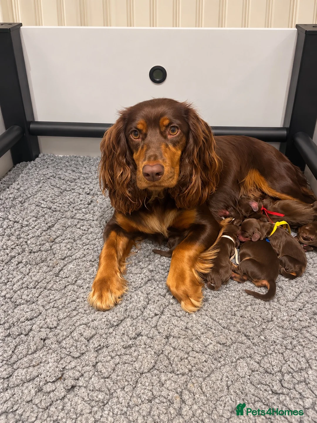 Cocker Spaniel dogs for sale: 🥰 Stunning Cocker Spaniel  Litter 🥰 in Exeter - Advert 1