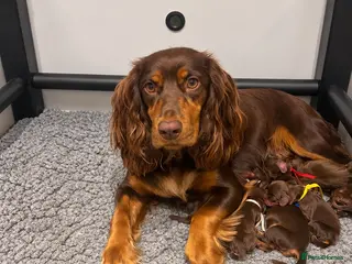 Cocker Spaniel dogs 🥰 Stunning Cocker Spaniel Litter 🥰 - Advert 6