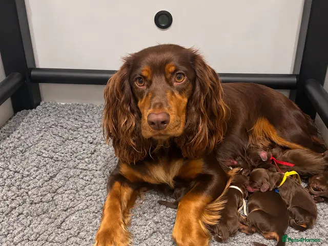 Cocker Spaniel dogs 🥰 Stunning Cocker Spaniel Litter 🥰 - Advert 3
