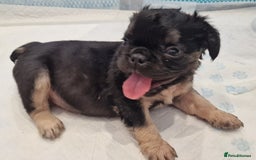 French Bulldog dogs for sale: KC registered Fluffy  French Bulldog READY TO GO! - Image 15
