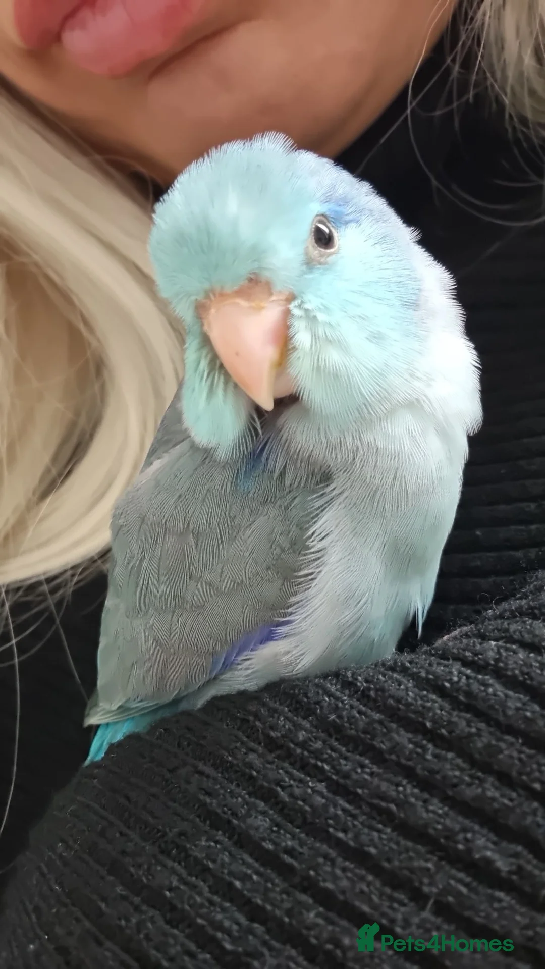 Parrots birds for sale: Talking. Extremely tame male parrotlet - Advert 2