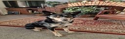 Border Collie dogs for sale: Loving 2yo Border Collie - Great with Kids - Advert 1