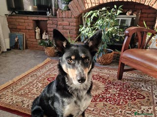 Border Collie dogs Loving 2yo Border Collie - Great with Kids - Advert 6