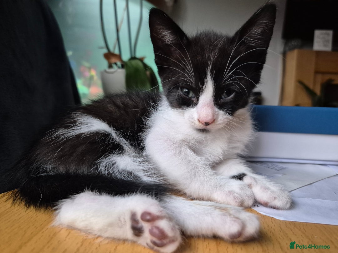 Mixed Breed cats for sale: Fluffy kittens - Image 5