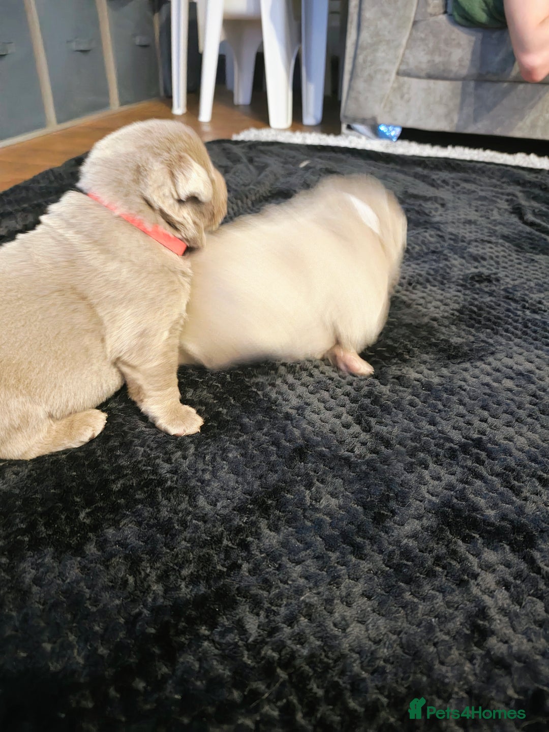 Labrador Retriever dogs for sale: Silver Labrador puppies  - Advert 25