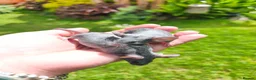 Mouse rodents for sale: Beautiful female mice available lots of colours - Advert 6