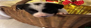 Border Collie Puppy 2