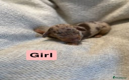 Miniature Dachshund dogs for sale: Stunning litter of miniature dachshund 🐶  - Image 3