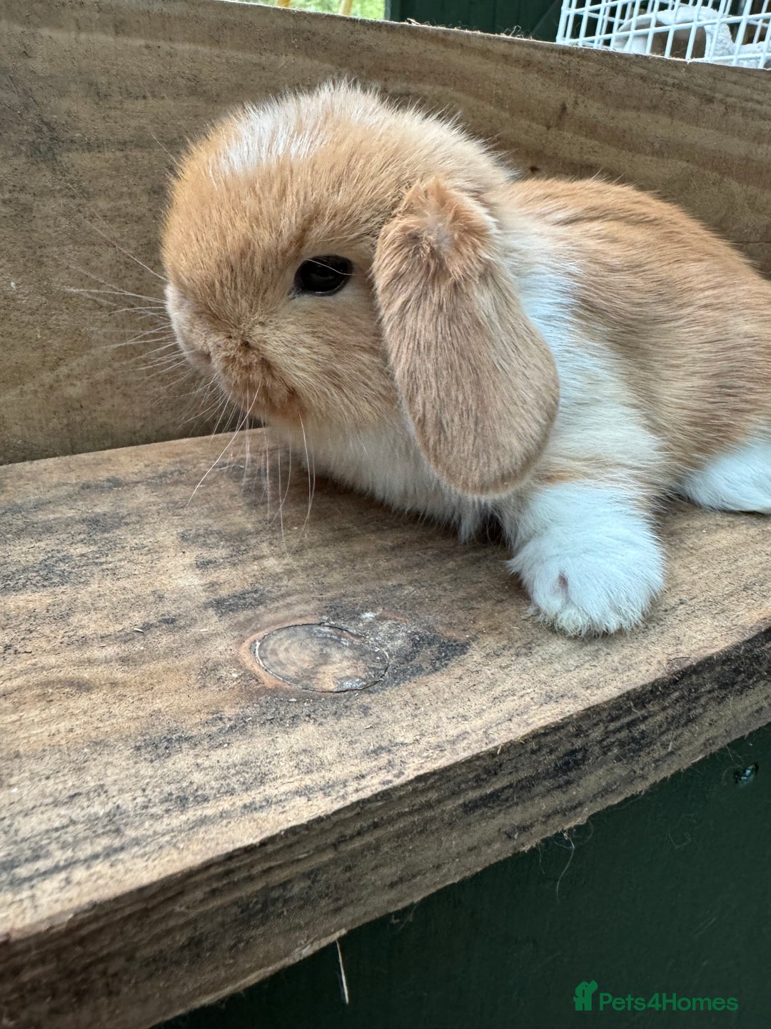 Mini Lop rabbits for sale: MINI LOP BUNNIES - PEDIGREE  - Image 24