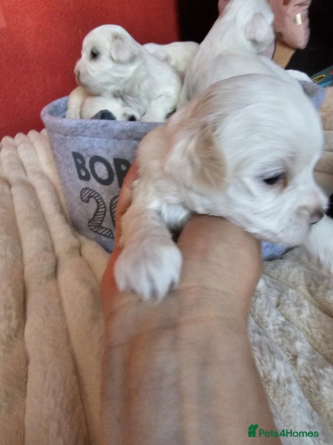 Bichon Frise dogs for sale: 6 bichon maltes - Image 17