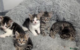 Mixed Breed cats for sale: Beautiful British Shorthair cross kittens  - Image 1