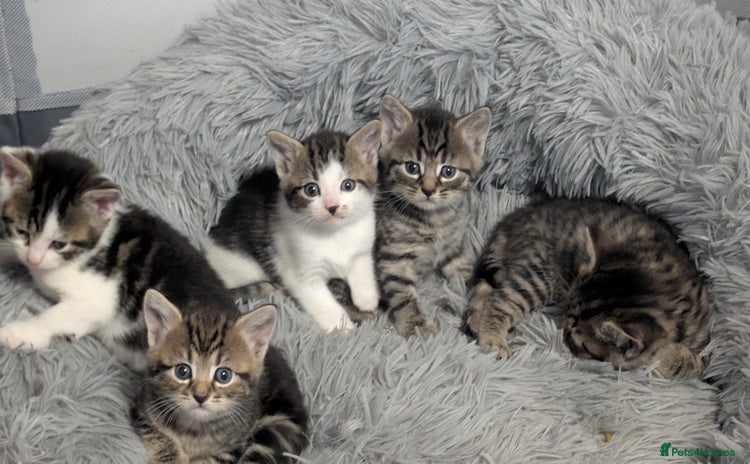Mixed Breed cats - Advert 1
