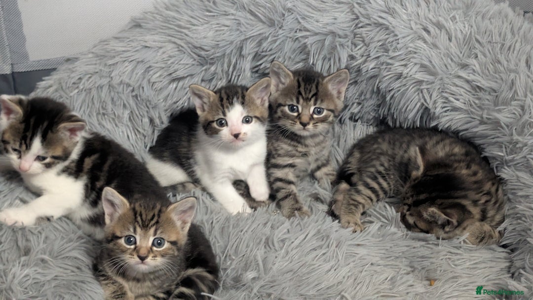 Mixed Breed cats for sale: Beautiful British Shorthair cross kittens  - Image 1