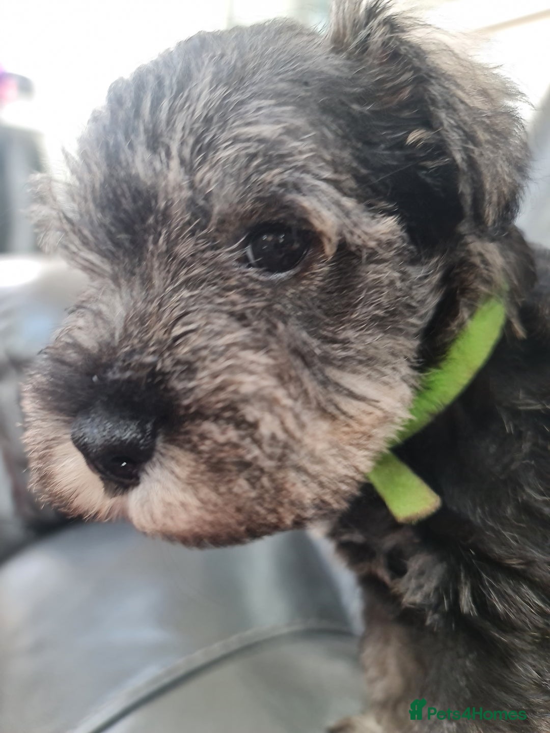 Miniature Schnauzer dogs for sale: Miniature Schnauzer Puppies KC Registered. 5M 2Fm - Image 11