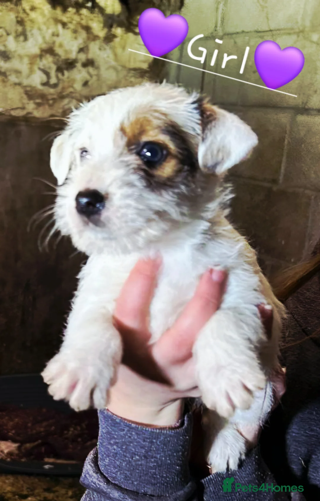Mixed Breed dogs for sale: Lovely Jack russel x sealyham terrier pups. - Advert 3