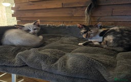 Cornish Rex cats for sale: Beautiful girls  - Image 2