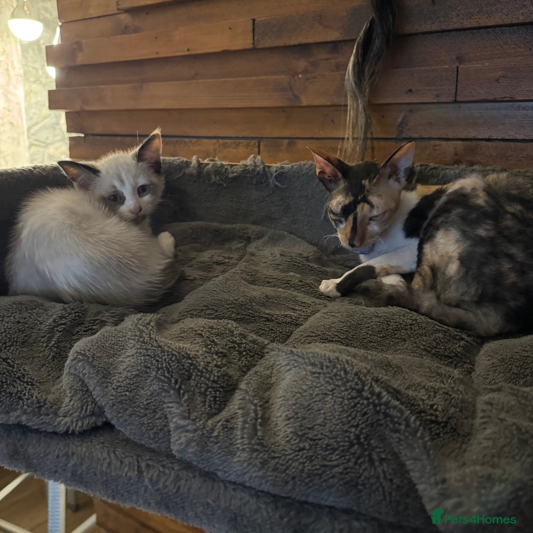 Cornish Rex cats for sale: Beautiful girls  - Image 2